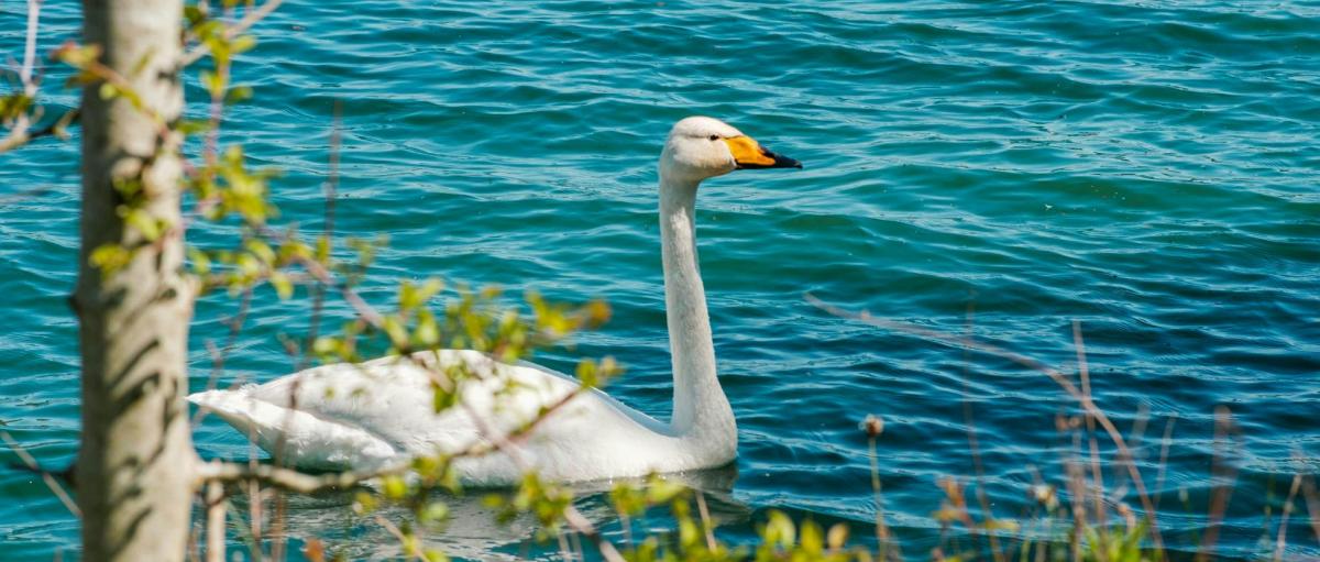 Natuurpunt © Jack Plant_Unsplash